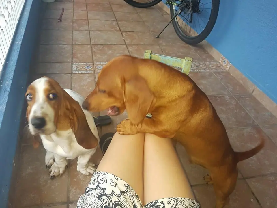 Perros Salchicha Perros Salchicha