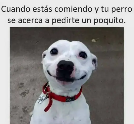 con un poco de salchi douschund