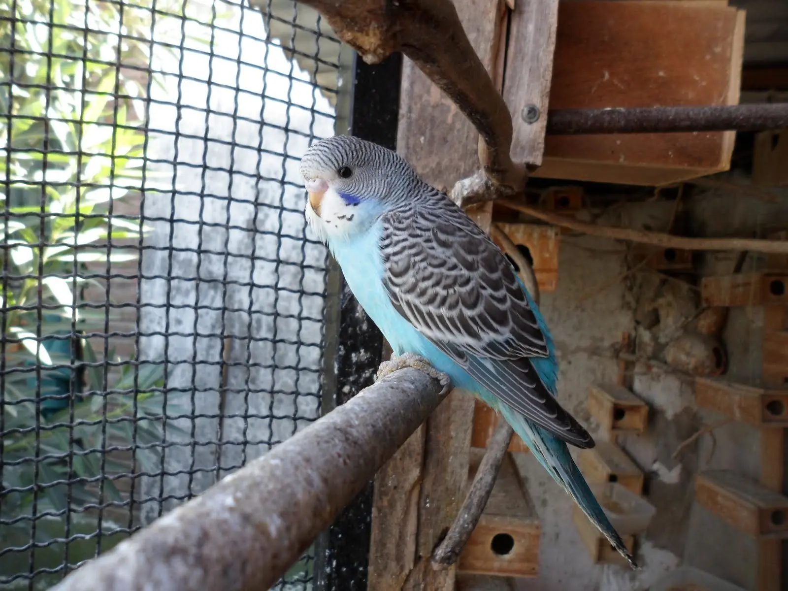 loro