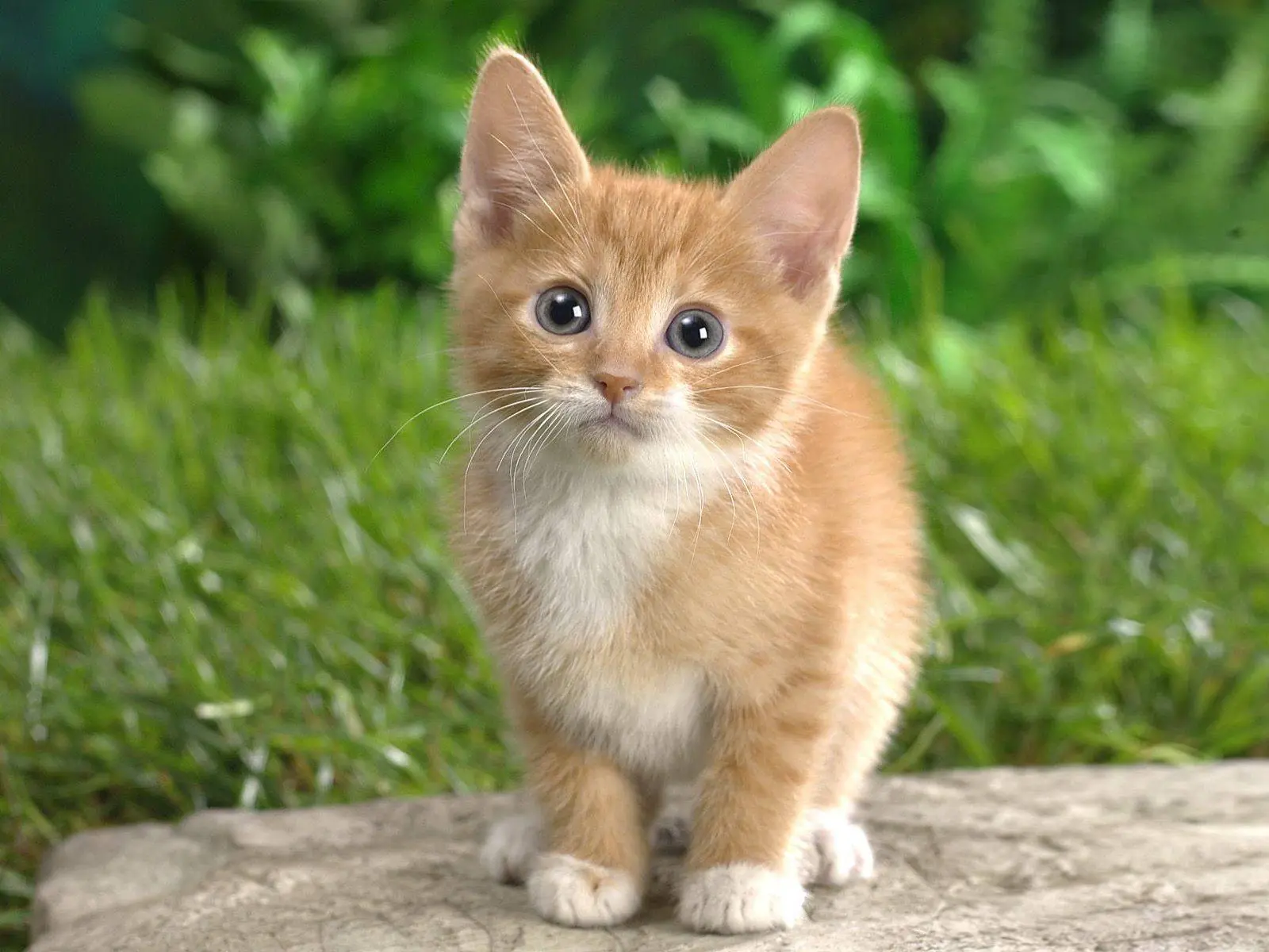lince lince
