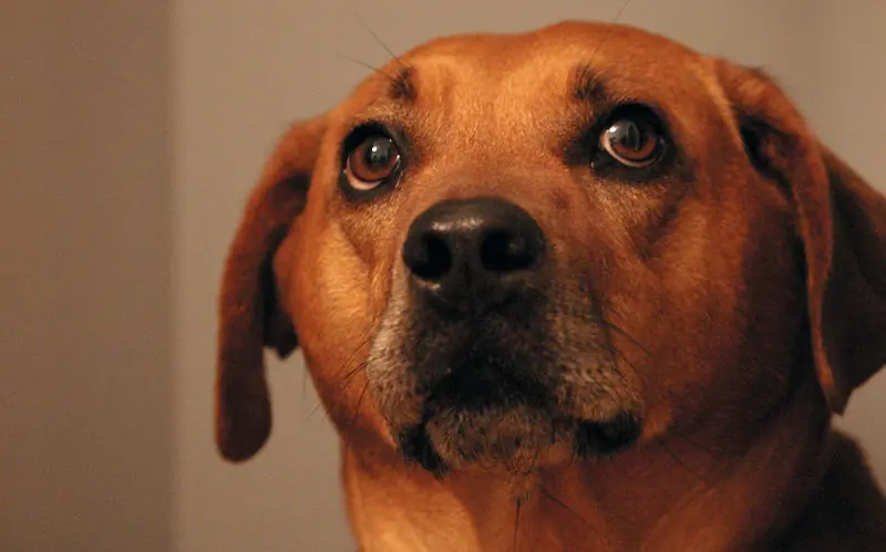 Como calmar a tu perro del ruido de fuegos artificiales