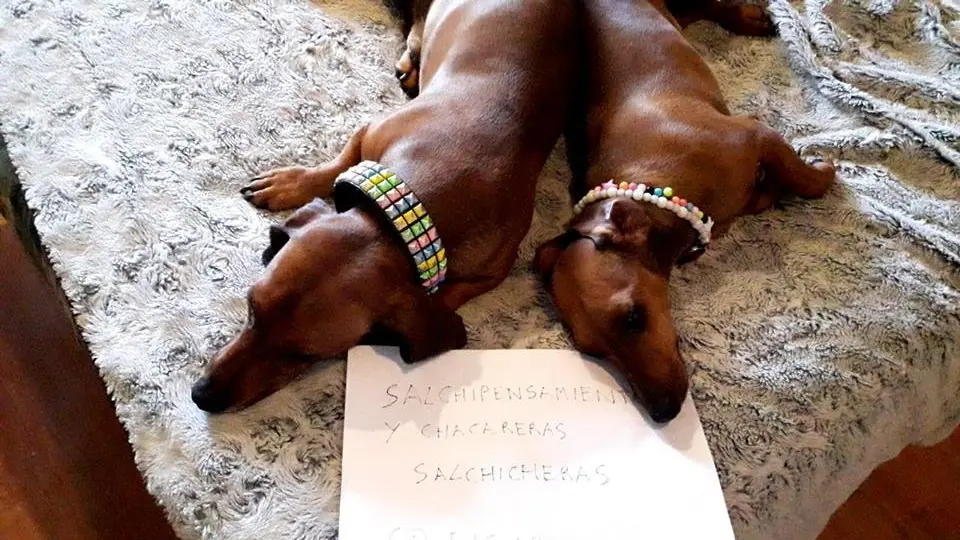 Perros Salchicha