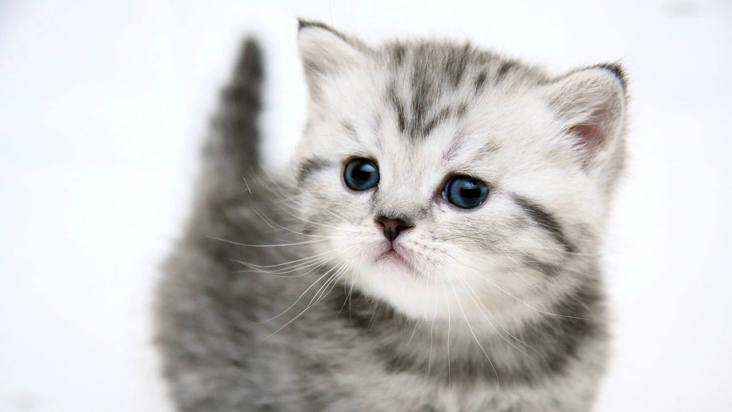 te gustan los gatos, armale uno de estos lince + yapa te gustan los gatos, armale uno de estos lince + yapa