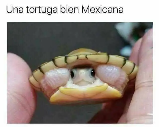 Lo mejor del humor mexicano parte 146