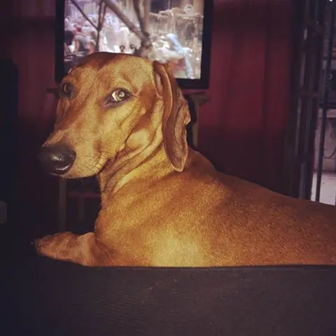 Dachshund