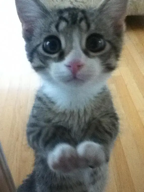 lince lince