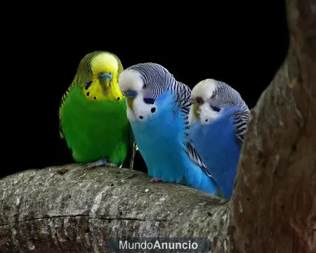 Me conseguí un periquito australiano + yapa