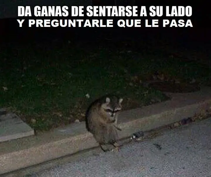 imagenes divertidas