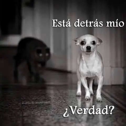imagenes divertidas
