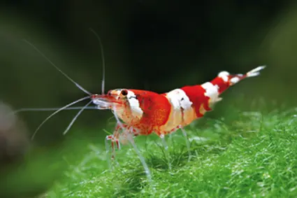 acuario