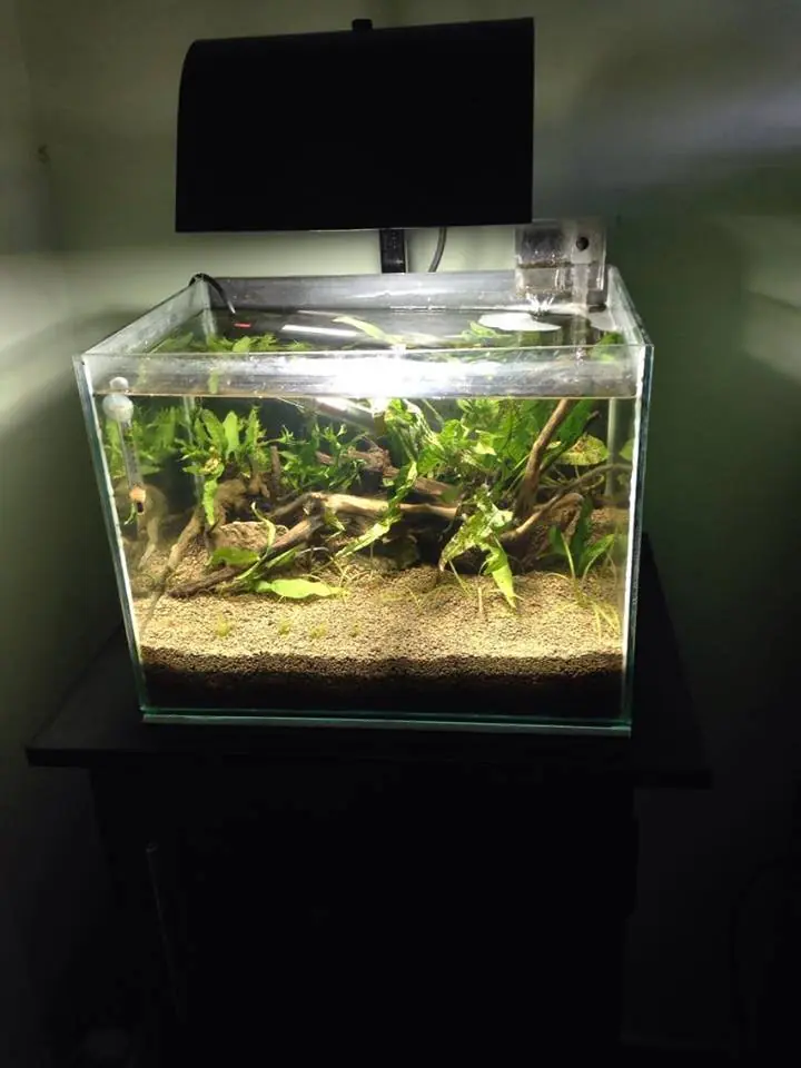 neocaridinas neocaridinas
