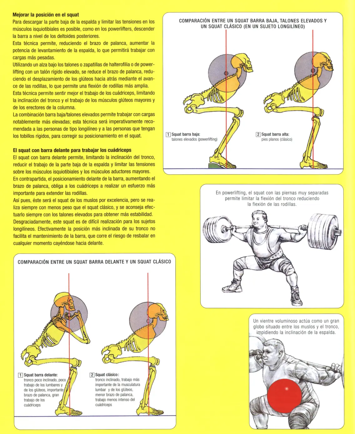 en musculacion