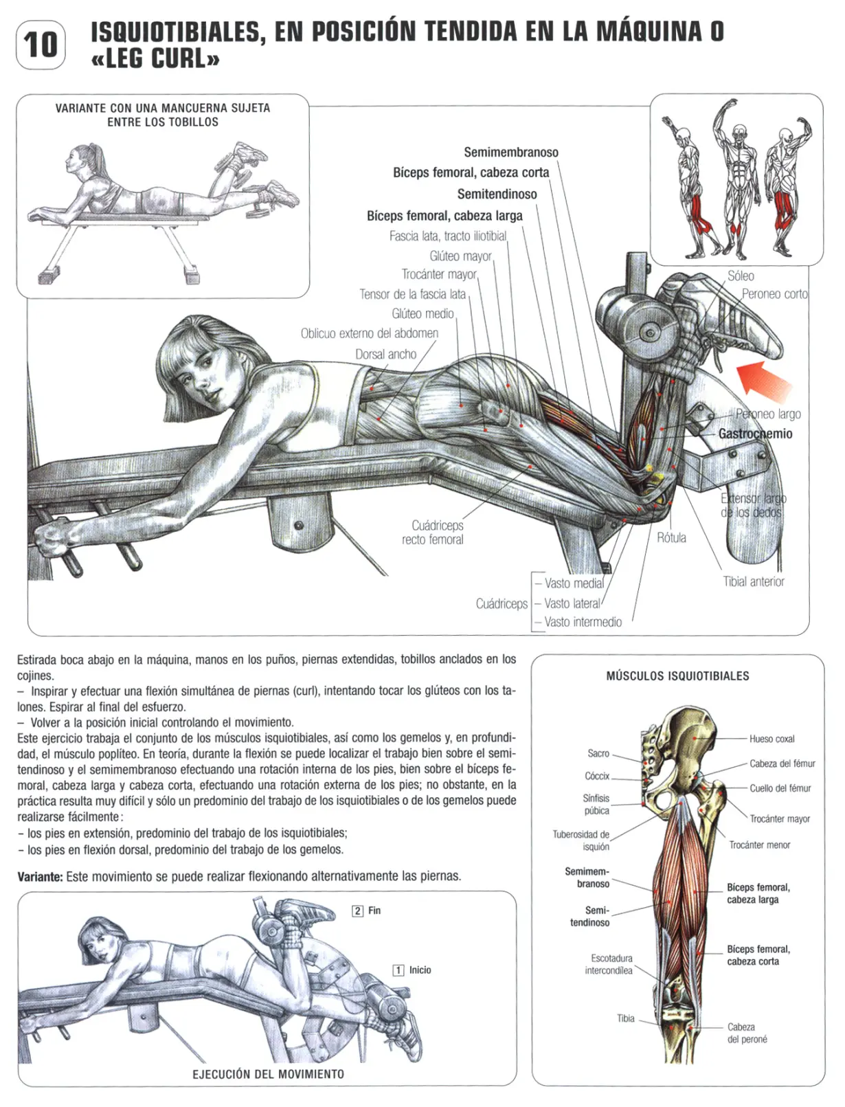 en musculacion