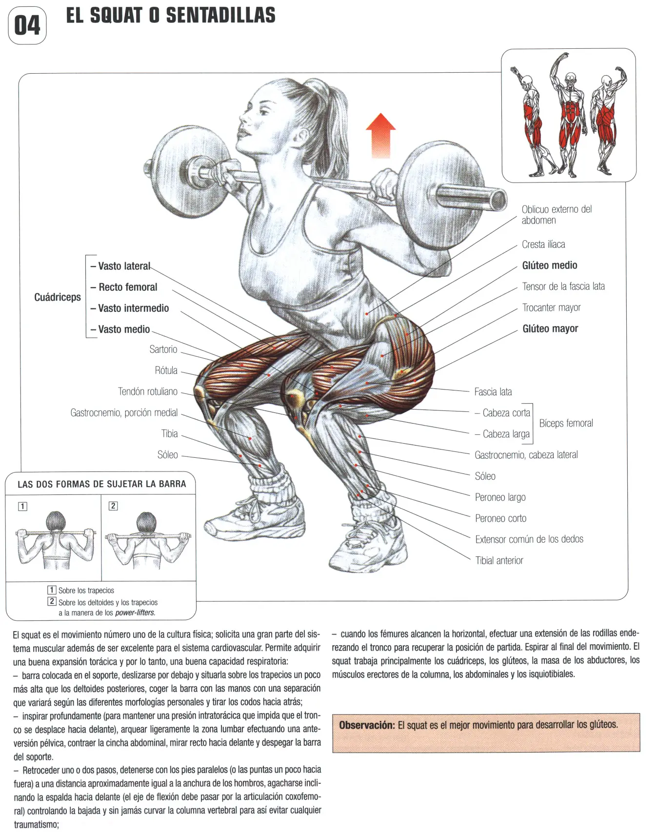 Guia de los movimientos en musculacion