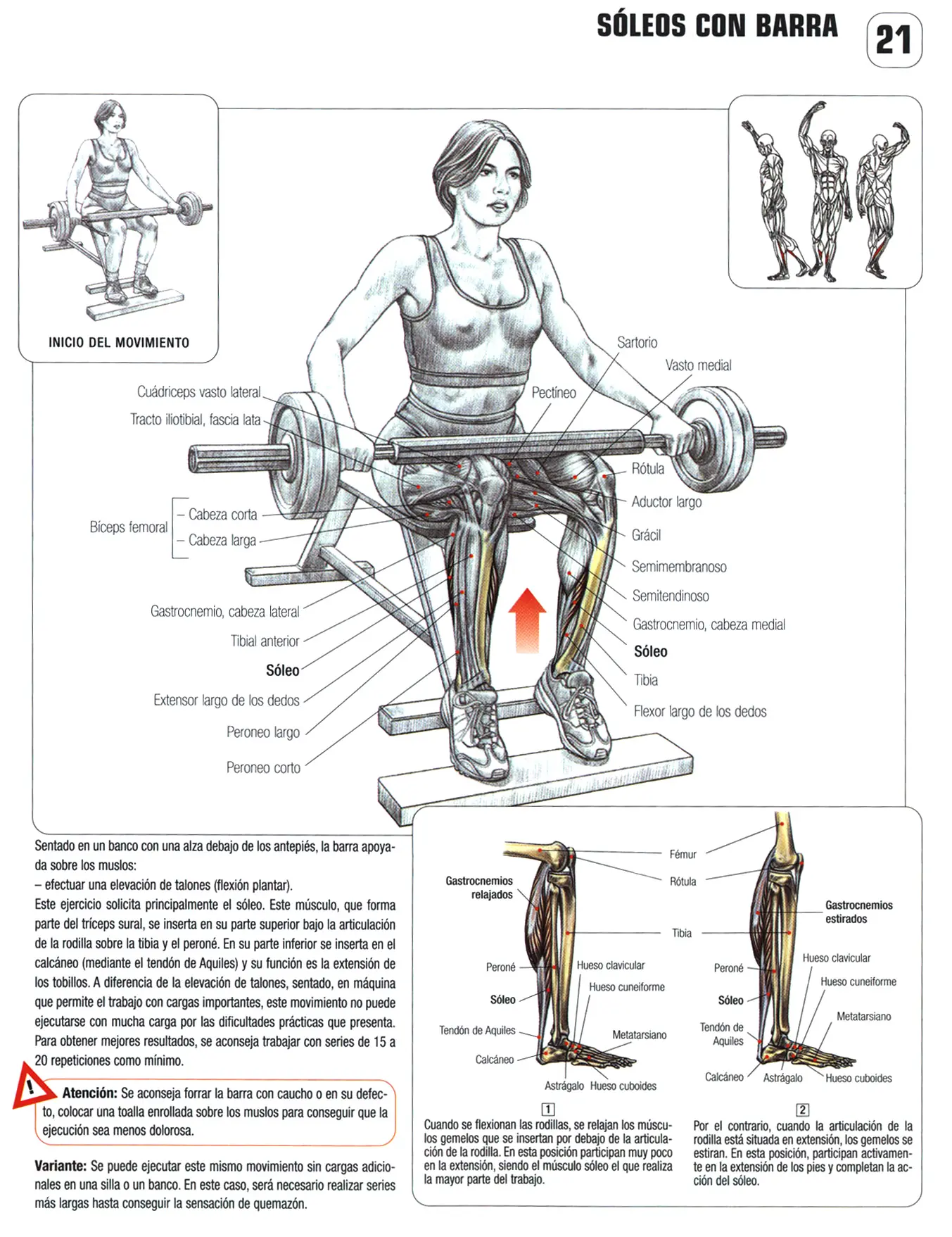 Guia de los movimientos en musculacion