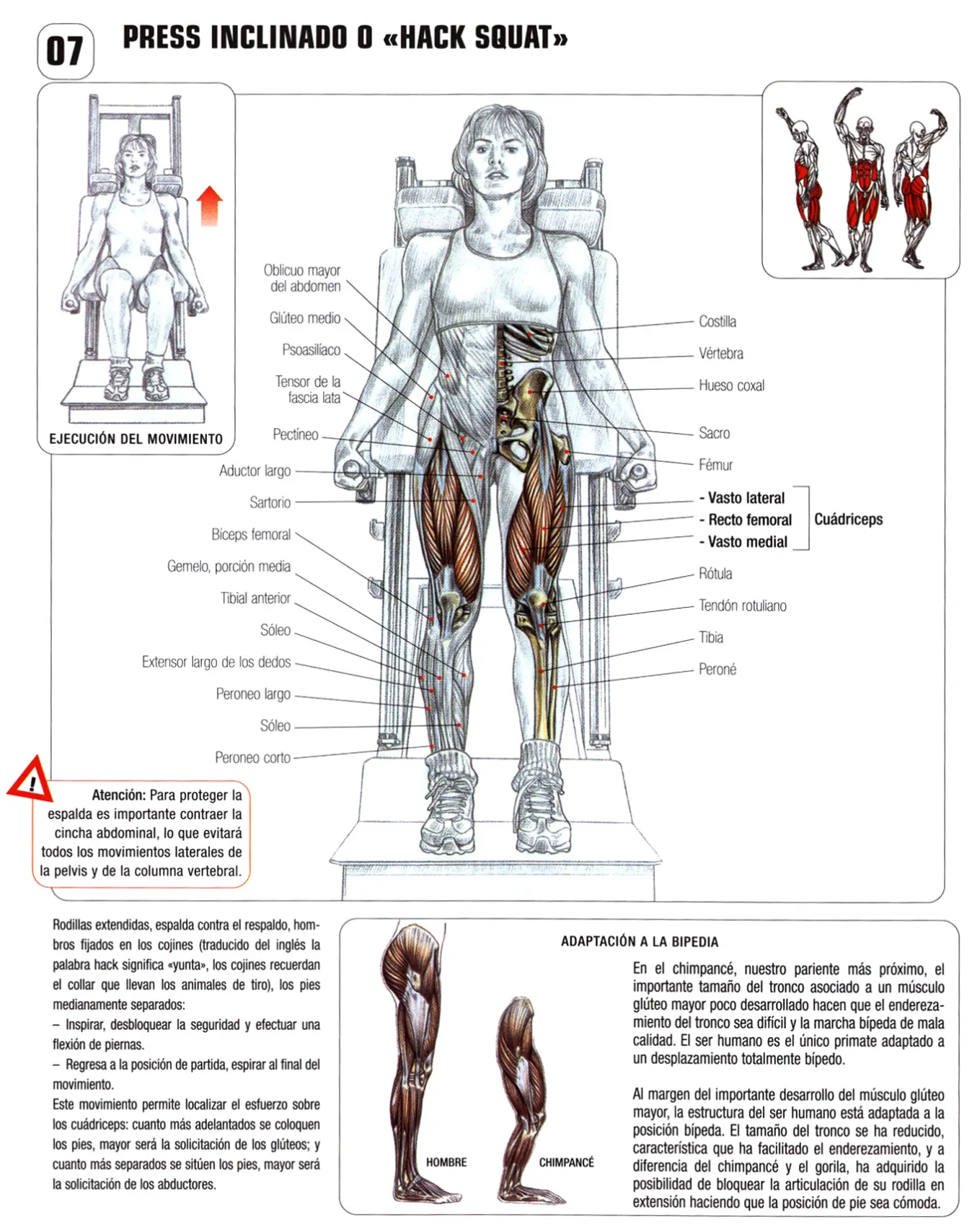 Guia de los movimientos en musculacion