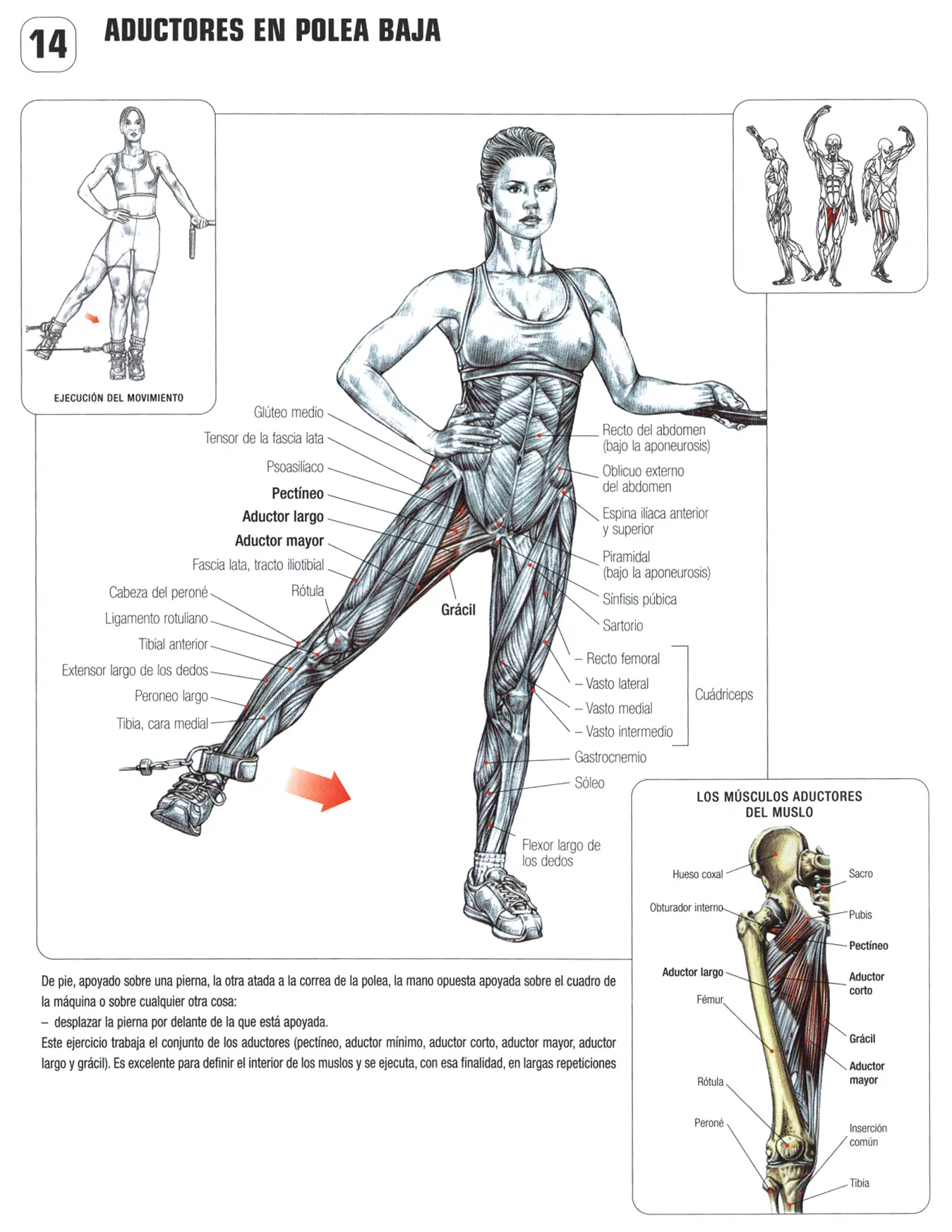 Guia de los movimientos en musculacion