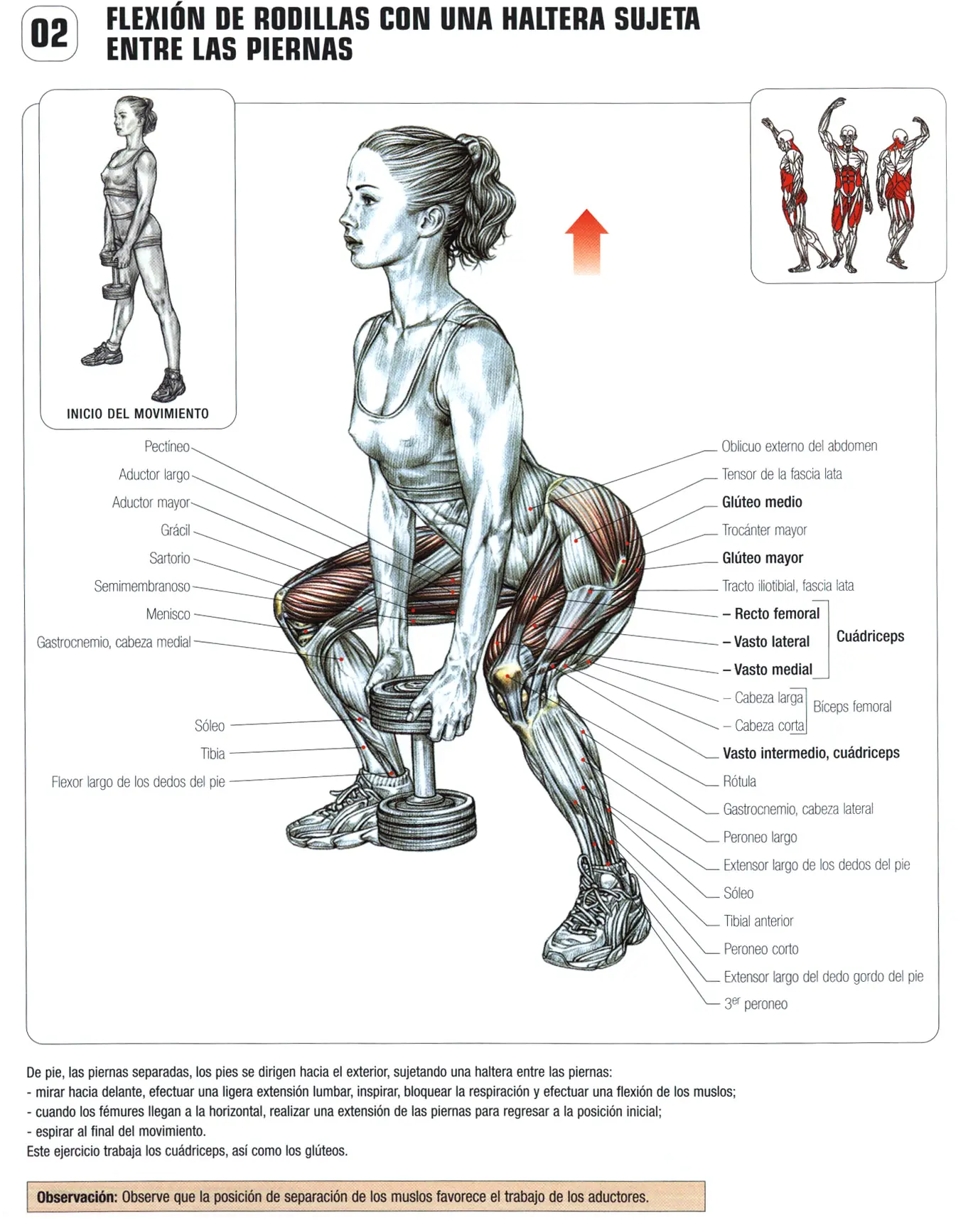 Guia de los movimientos en musculación parte V