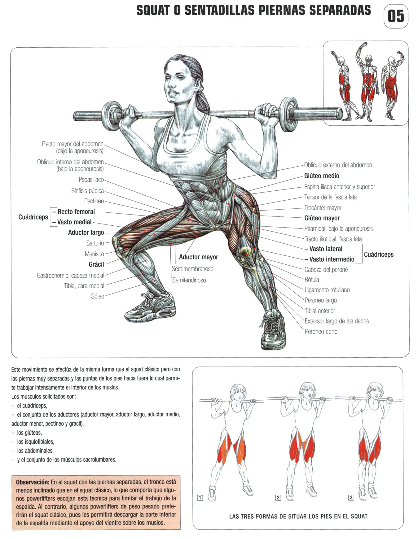 Guia de los movimientos en musculación parte V