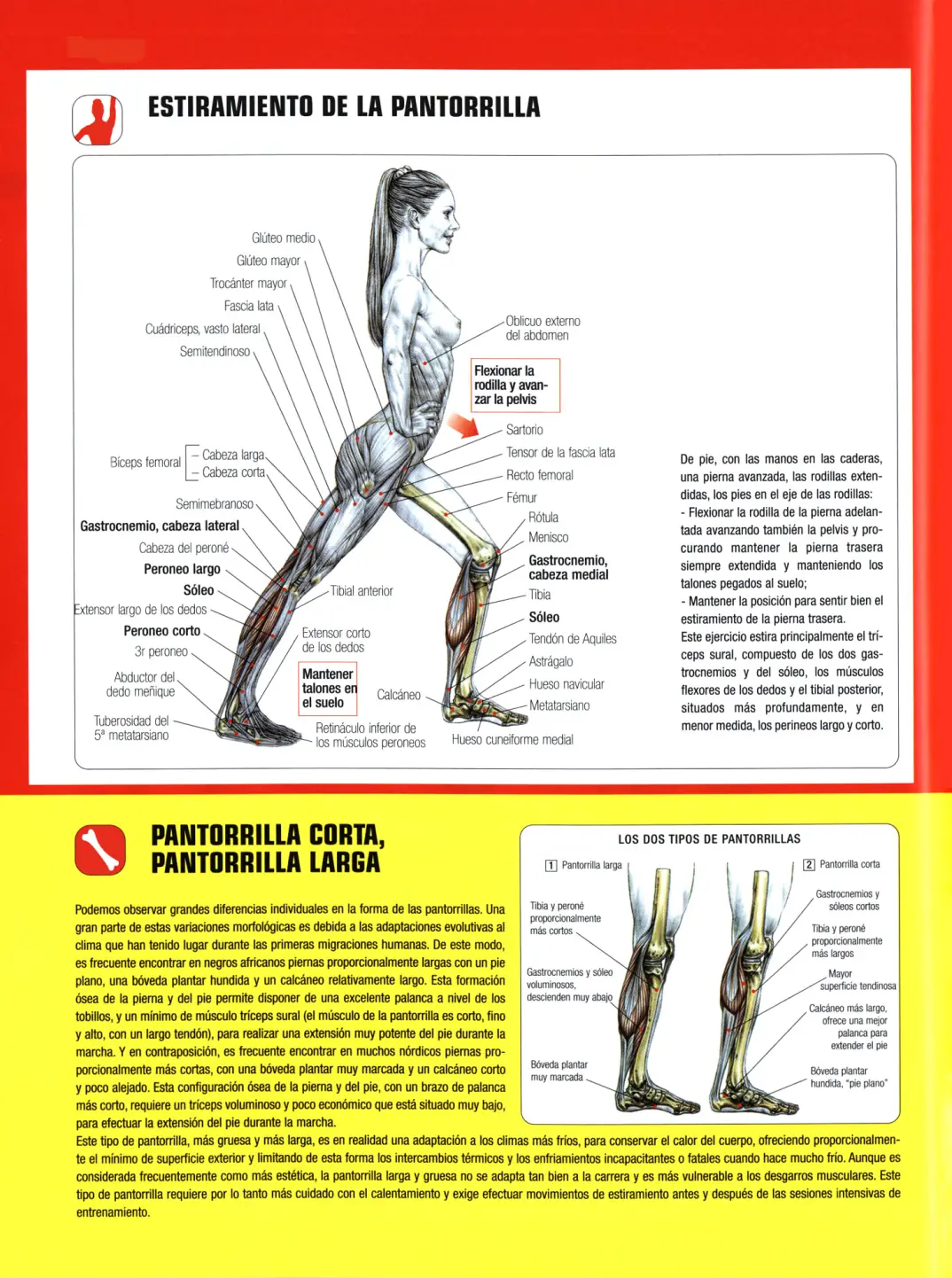 Guia de los movimientos en musculación parte V