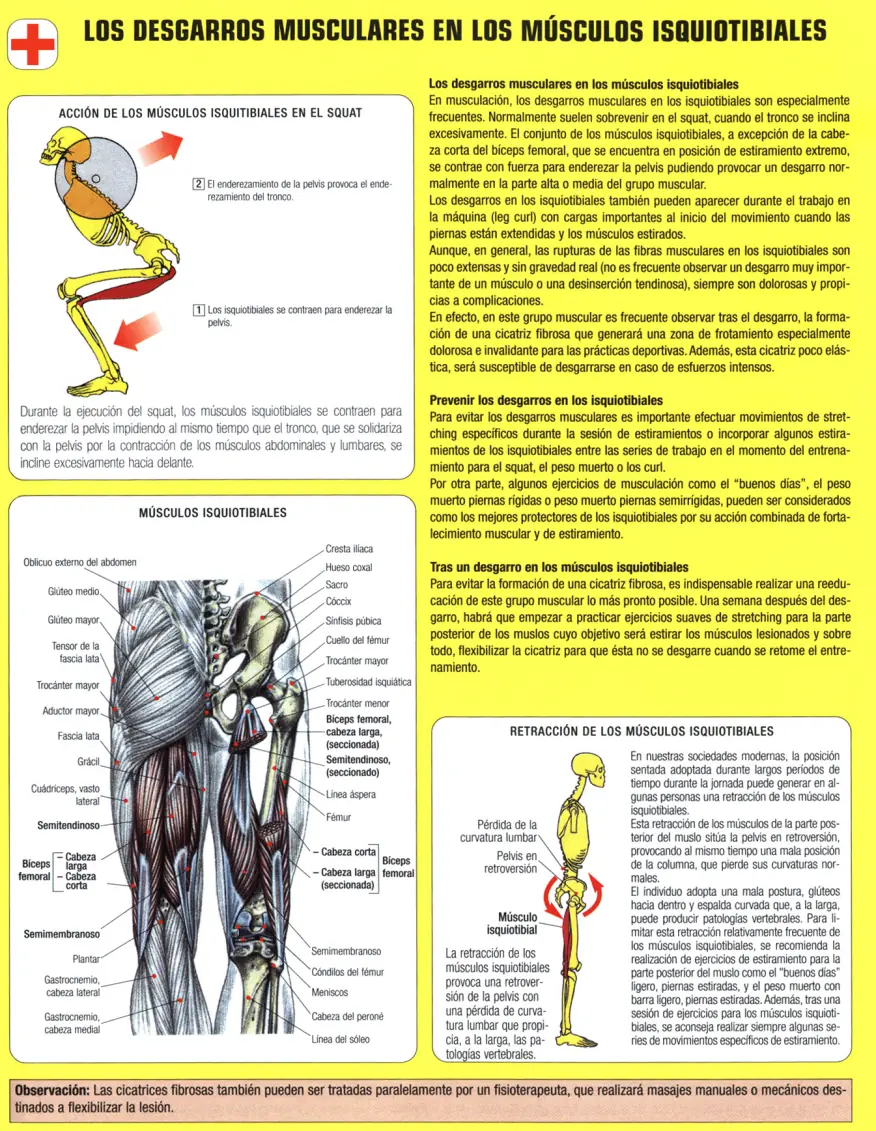 en musculacion