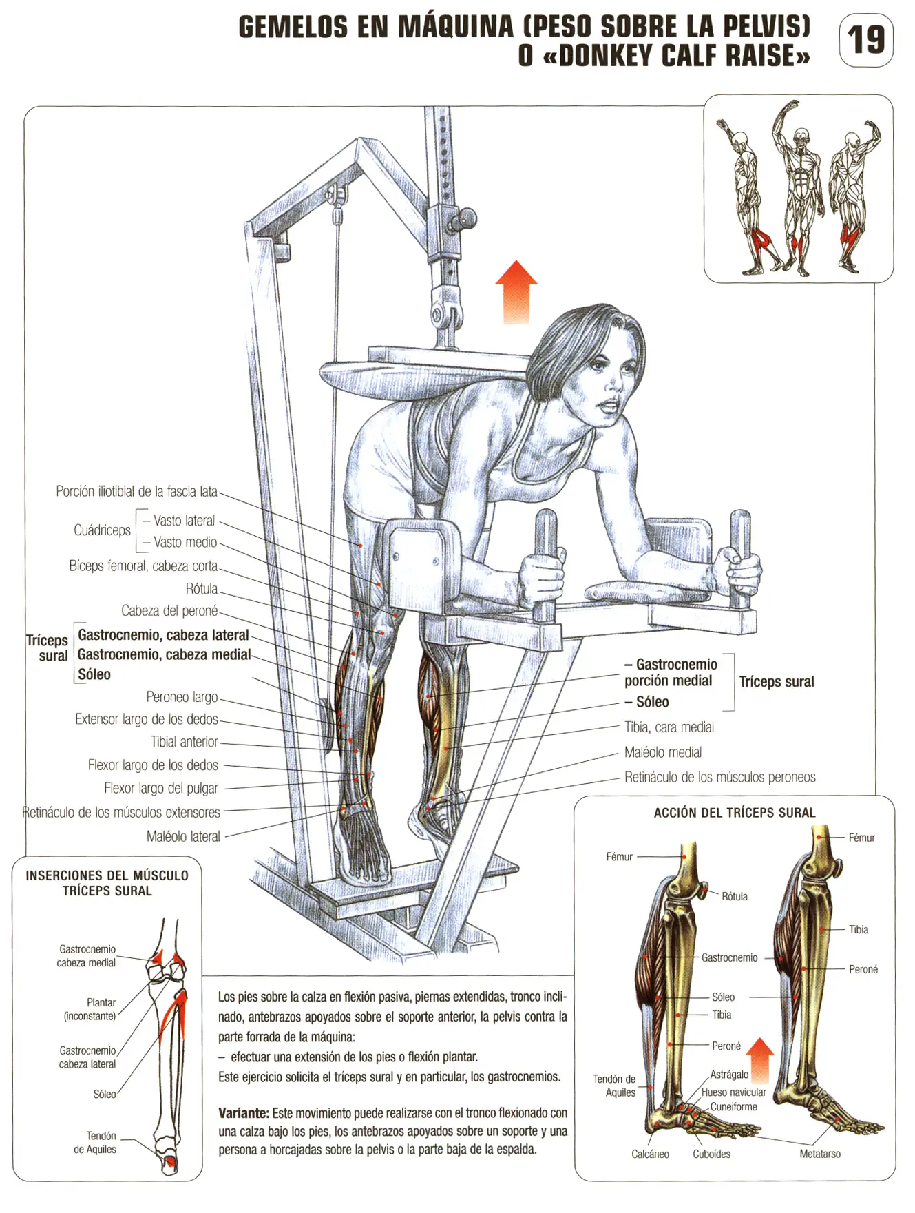 Guia de los movimientos en musculación parte V