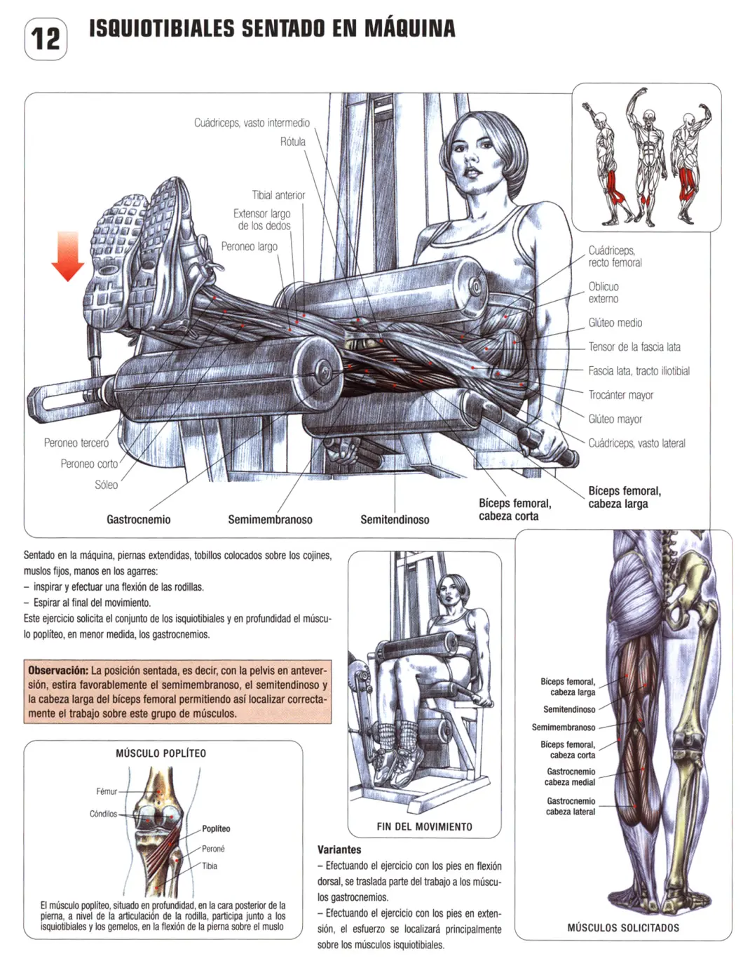 Guia de los movimientos en musculación parte V
