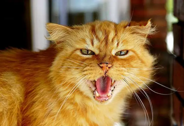 ¿Por qué los gatos no rugen?