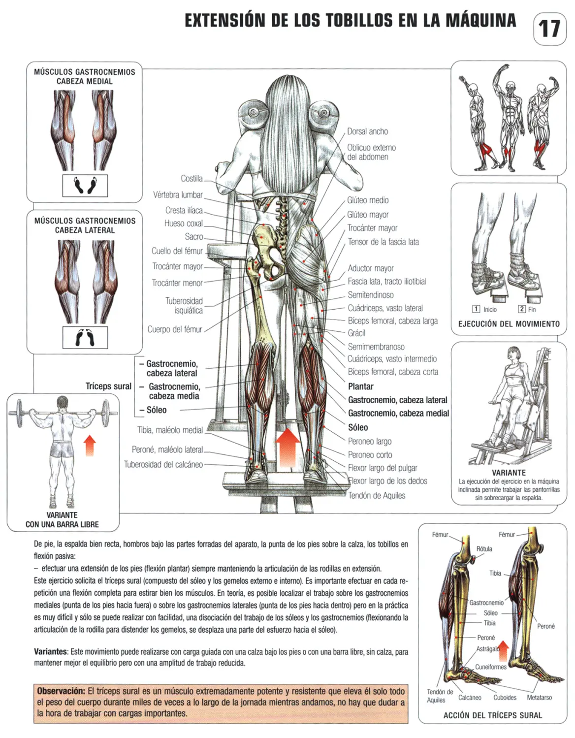 en musculacion