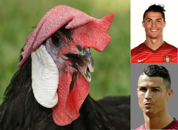 gallina