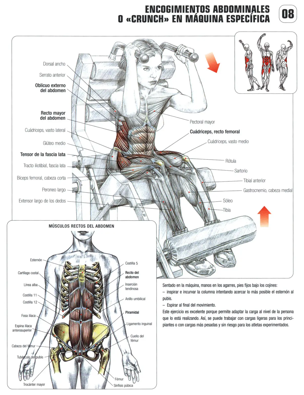 Guia de los movimientos de musculacion