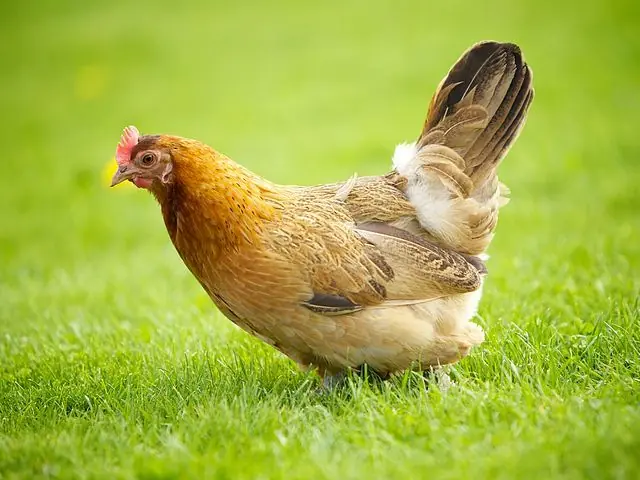 Pollo, Gallina o Gallo? Cual comemos ?