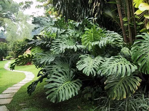 Fruta exotica que seguro tenes en tu casa y vos ni enterado.