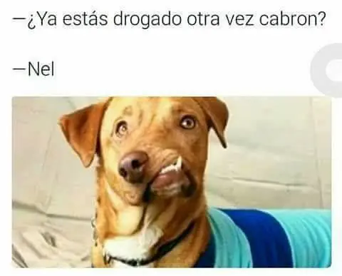 humor grafico