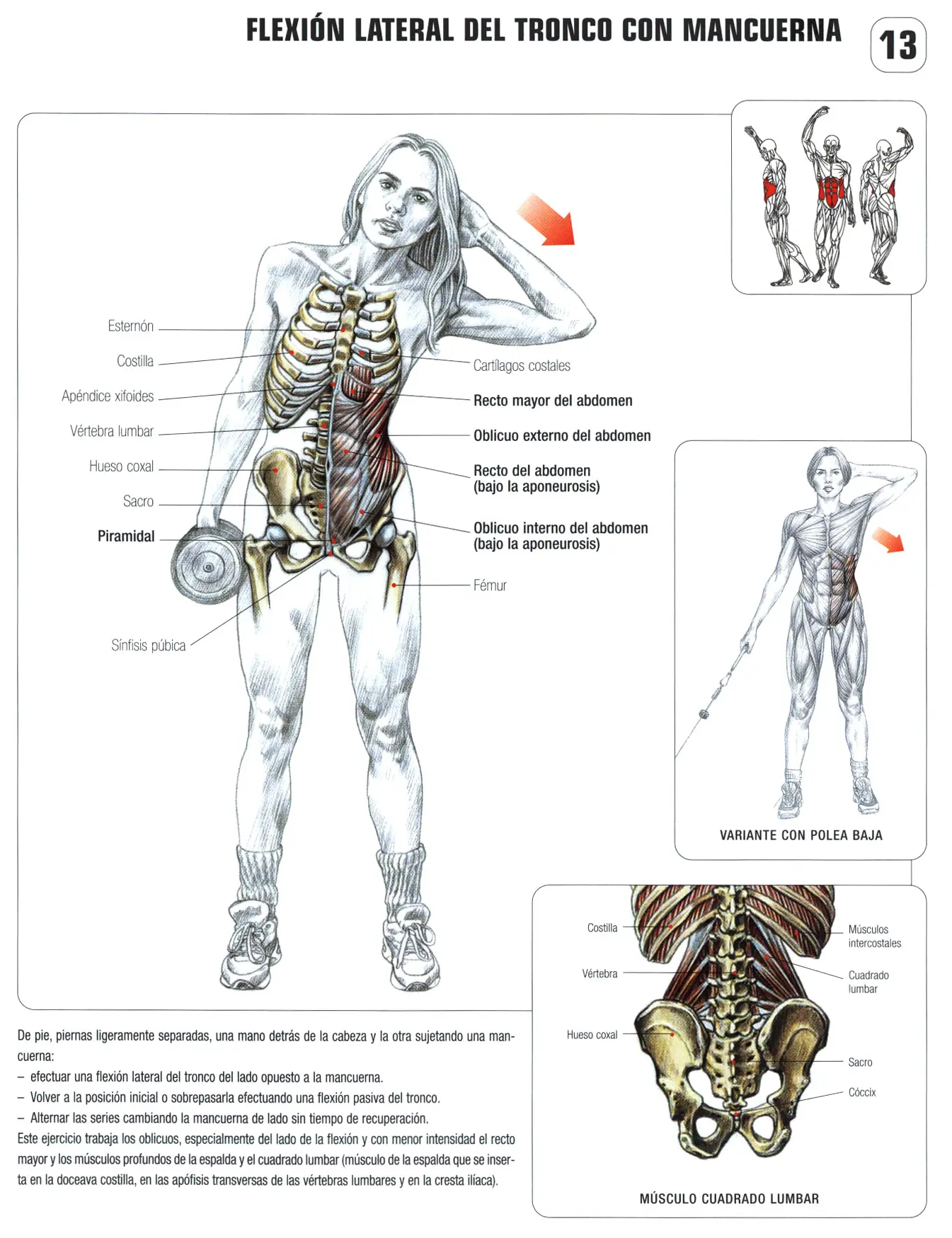 Guia de los movimientos de musculacion