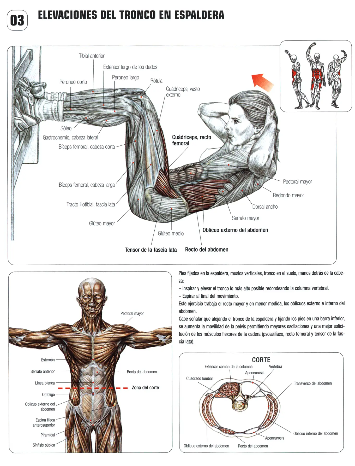 Guia de los movimientos de musculacion