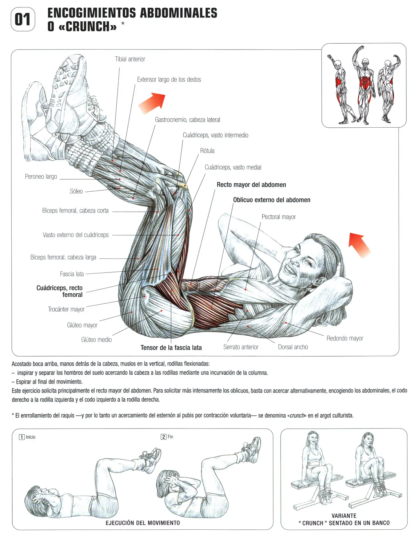 Guia de los movimientos de musculacion VII