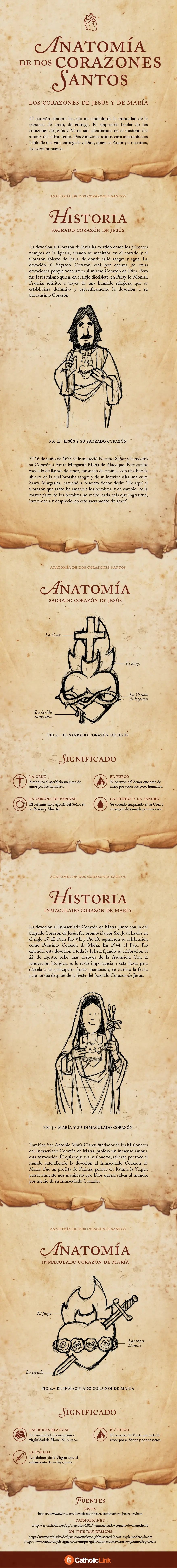 anatomia anatomia