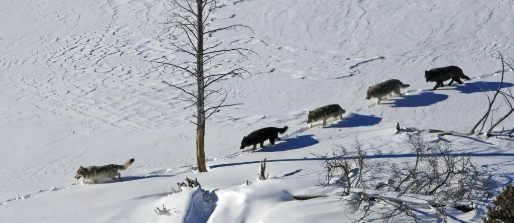 lobos