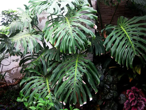 Arbol