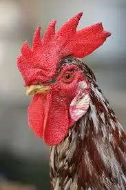 Pollo