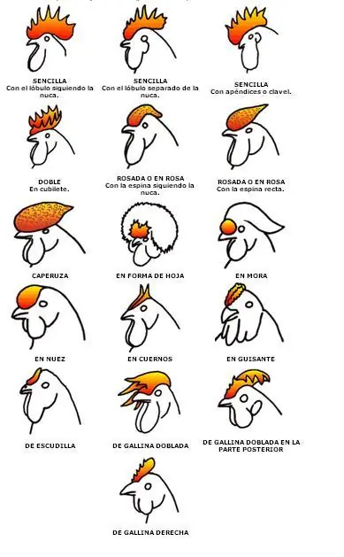 gallo