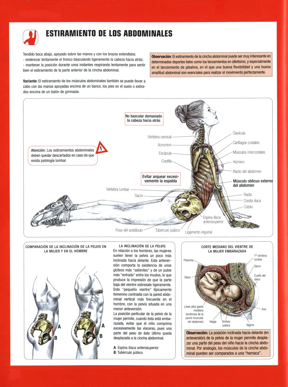 Guia de los movimientos de musculacion