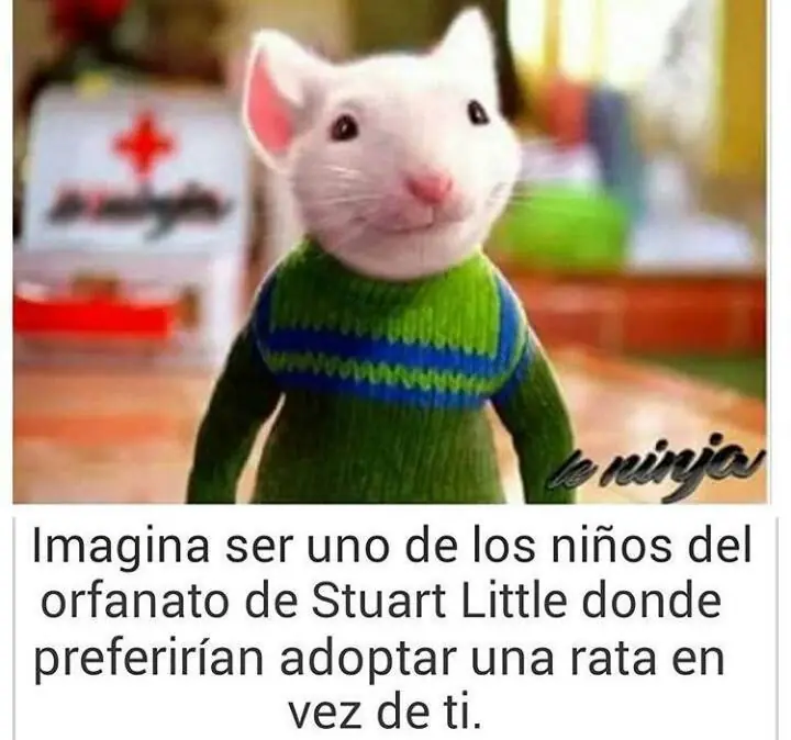 humor taringuer