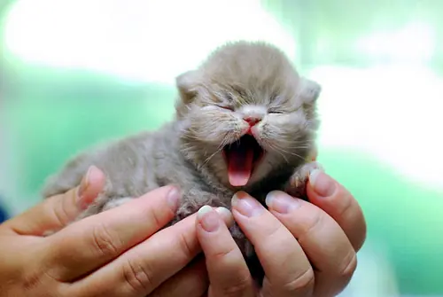 animales lindos