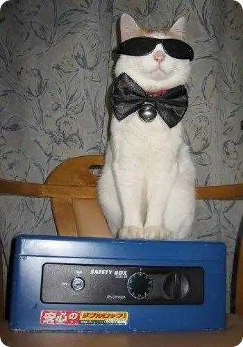 gato animalitos