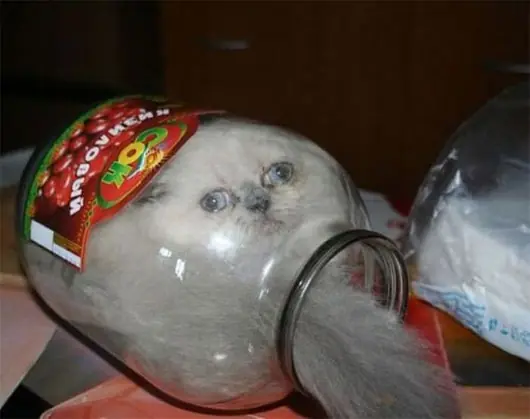 Animales simpáticos! (muy buenas fotos)