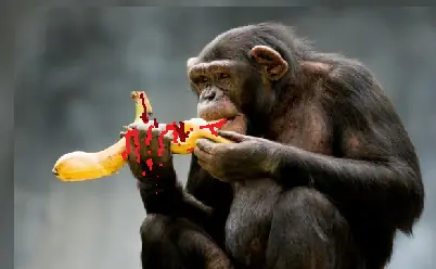 chimpance vs mono chimpance vs mono