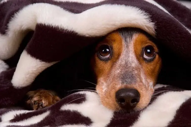 Truco para que las mascotas no se asusten con la pirotecnia Truco para que las mascotas no se asusten con la pirotecnia