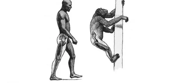 chimpance vs mono chimpance vs mono